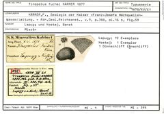 Karteikarte zum Syntyp von Tinoporus fuchsi Karrer, 1877